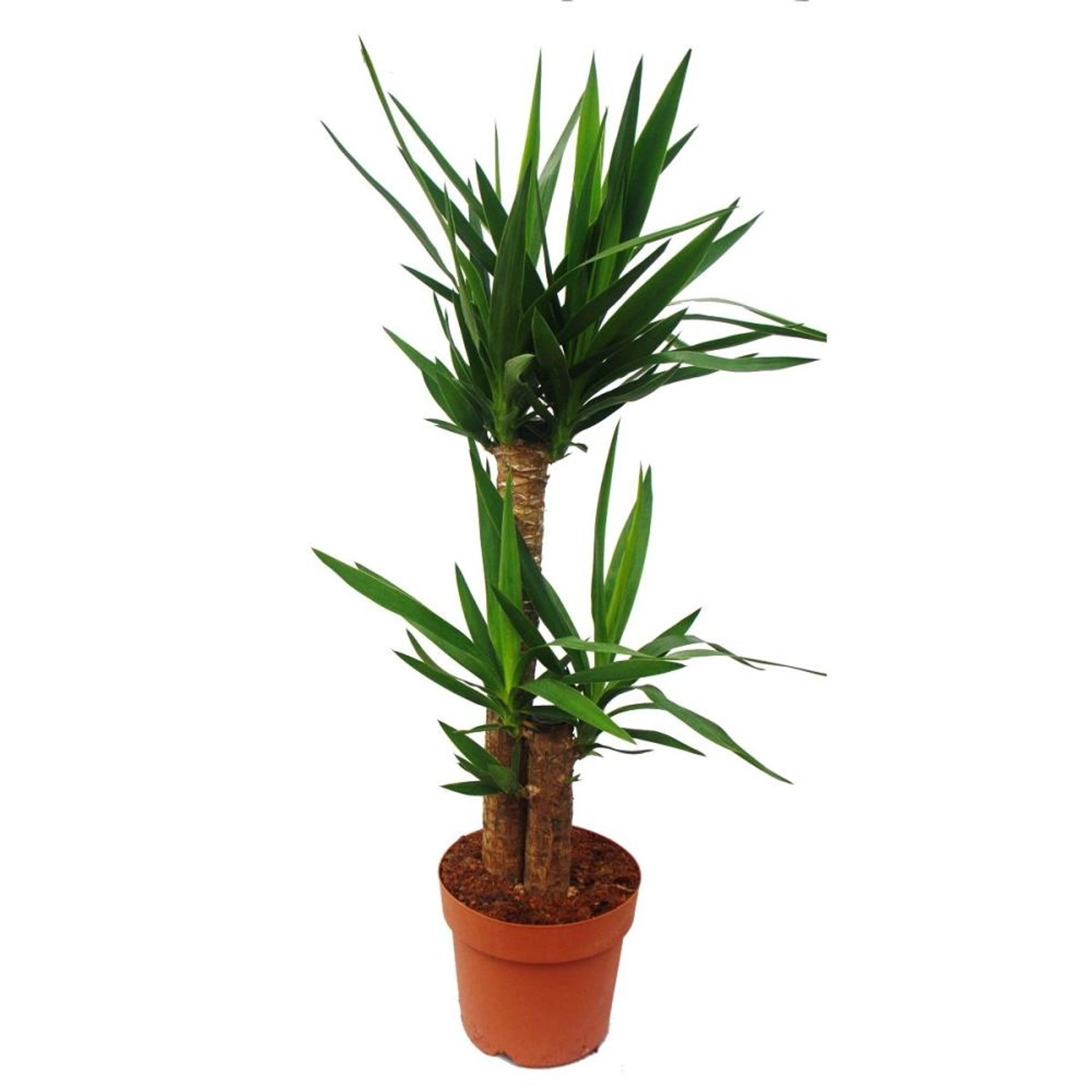 Exotenherz Yucca Palme Palmlilie 2 Runde Stämme ca. 80cm Hoch