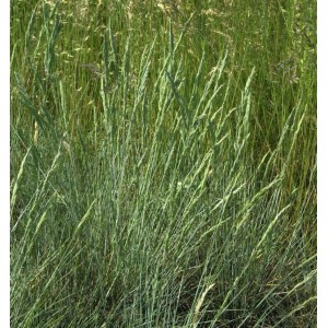 Detailaufnahme von Blauschwingel Harz (Festuca ovina), einer dekorativen Staude für den Garten.