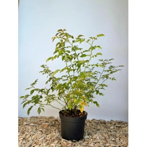 Baumfink Hundsrose im Topf, 60-100cm hoch. Dorniger Strauch mit grünen Blättern.