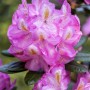Nahaufnahme eines rosa blühenden Rhododendron Hybr. Scintillation Strauchs.
