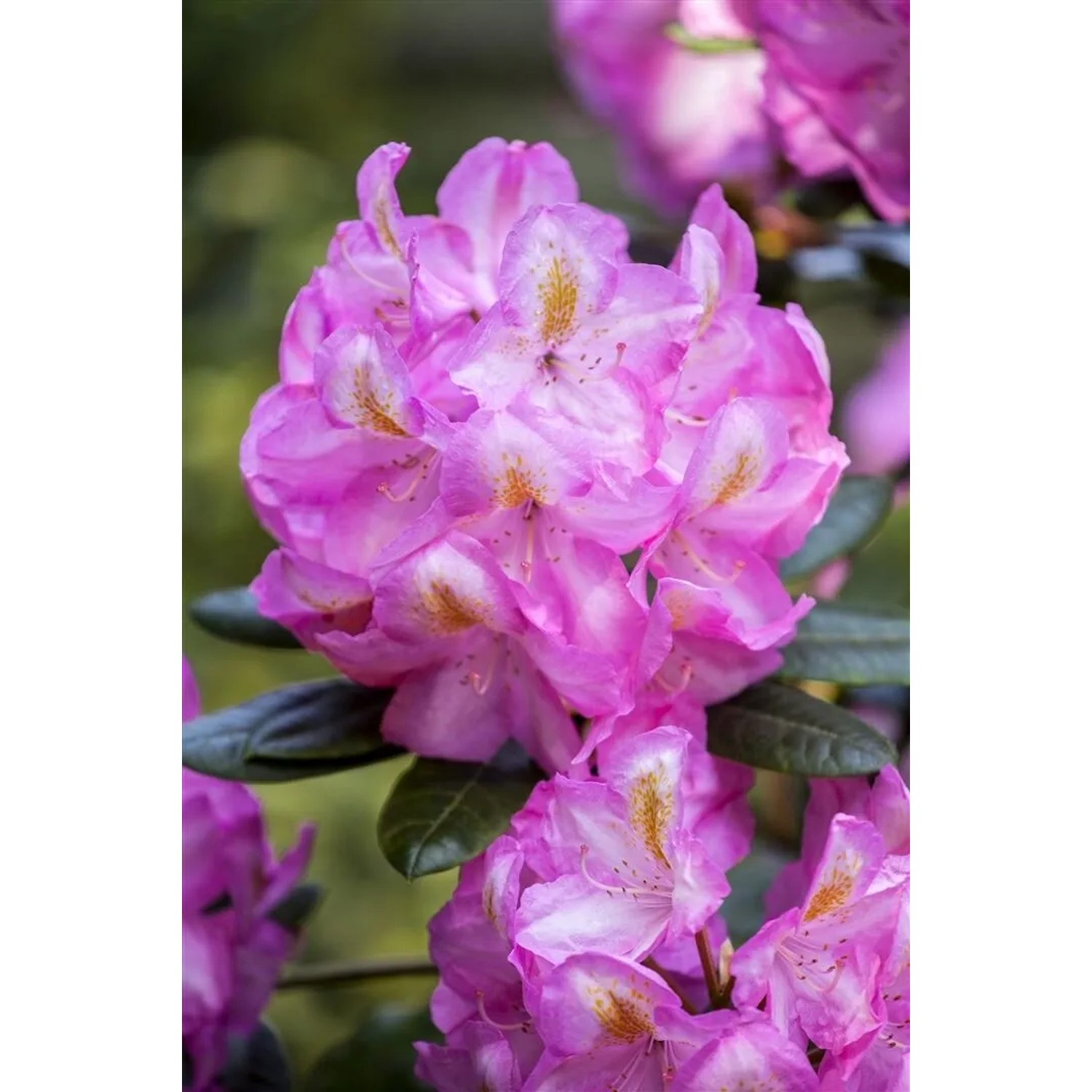 Nahaufnahme eines rosa blühenden Rhododendron Hybr. Scintillation Strauchs.