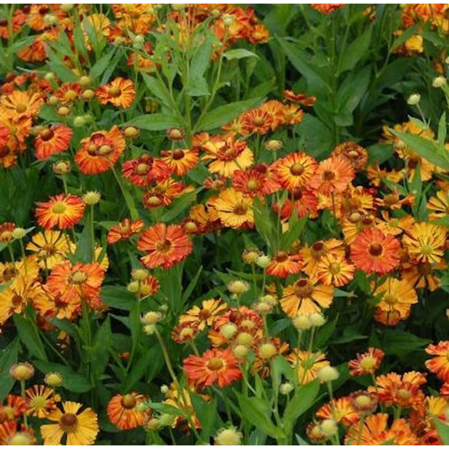 Sonnenbraut Kupferziegel - Helenium cultorum günstig online kaufen