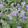 Kaukasus-Storchschnabel Geranium Renardii mit zartlila Blüten und graugrünem Laub.