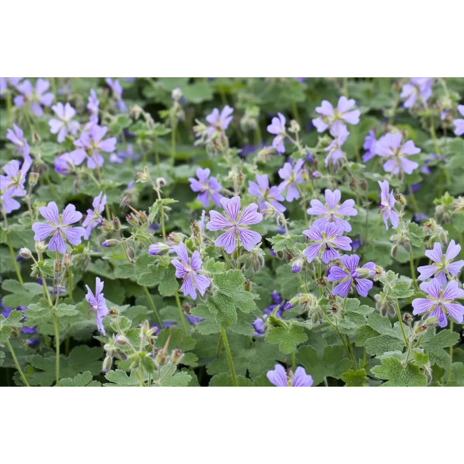 Kaukasus-Storchschnabel Geranium Renardii mit zartlila Blüten und graugrünem Laub.
