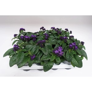 Grow by OBI Vanilleblume mit blauen Blüten im Topf, eine duftende Stehpflanze.