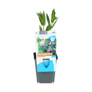 Gauklerblume Lila im 9 cm Topf, ideal für Uferzonen. Reichblühende Sumpfpflanze.