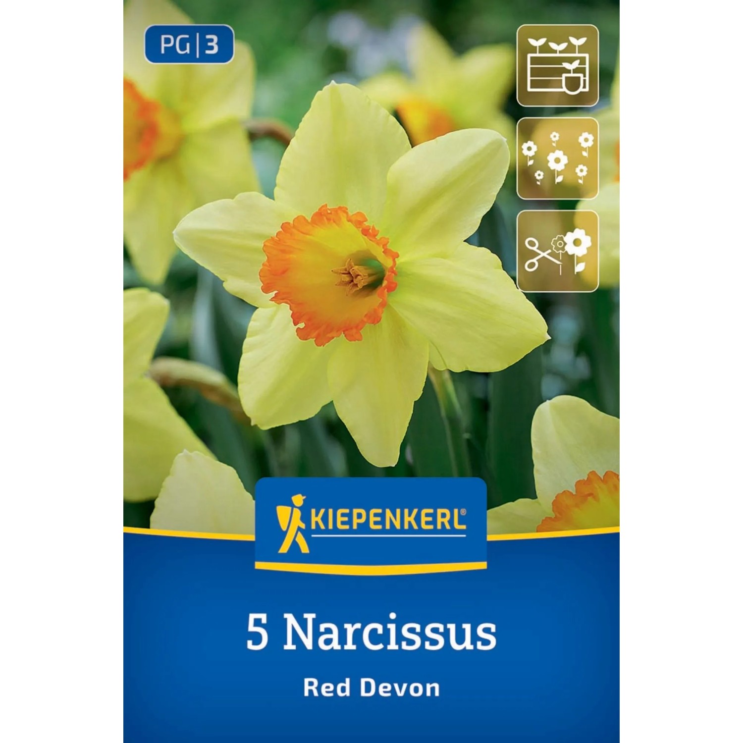 Kiepenkerl Blumenzwiebel Trompeten-Narzisse Red Devon 5 Stück