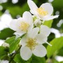 Nahaufnahme von weißen, duftenden Bauernjasmin-Blüten mit gelben Staubgefäßen.