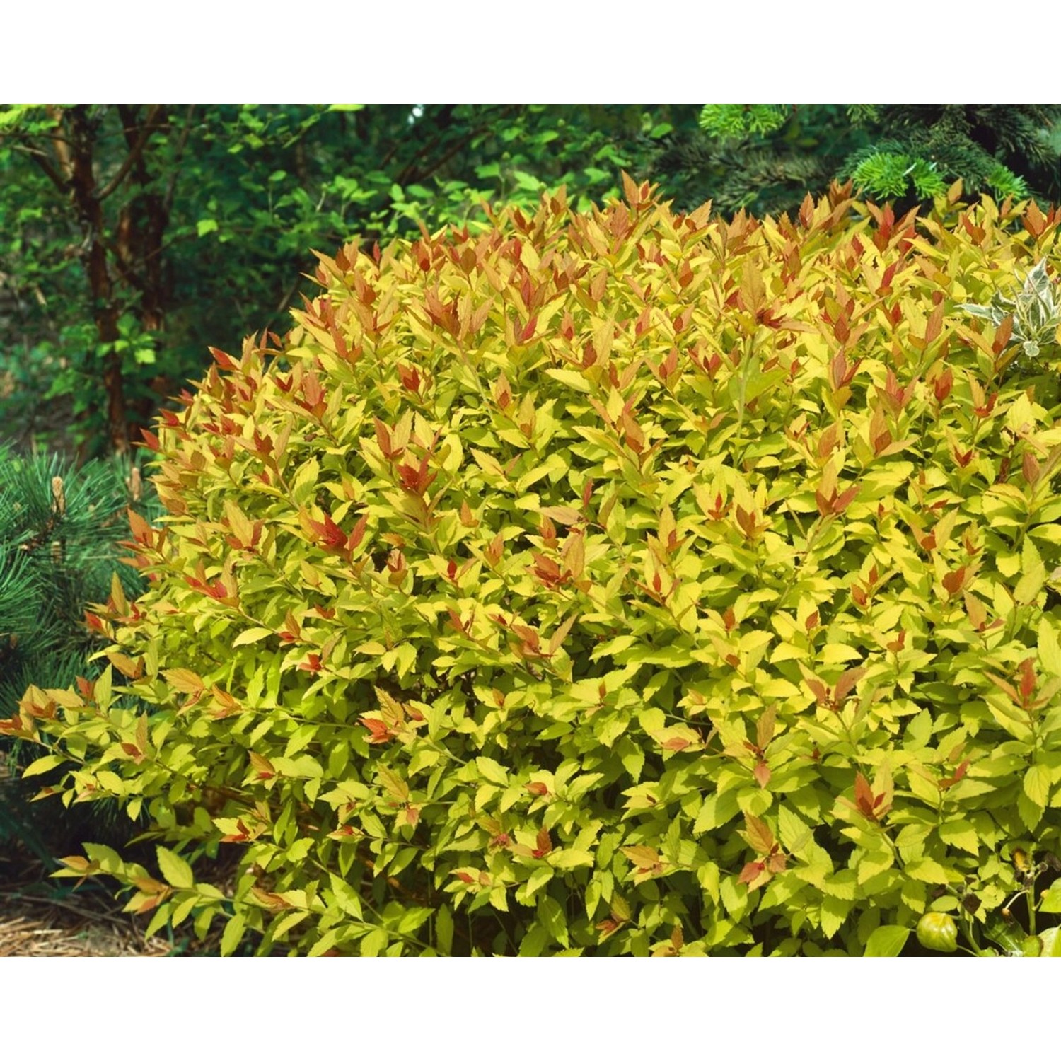 Spiraea Japonica Japanische Spiere Magic Carpet R 25-30 cm günstig online kaufen