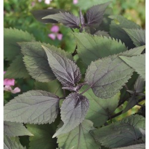 Nahaufnahme der Staude Wasserdost Chocolate (Eupatorium rugosum) mit grün-braunen Blättern.