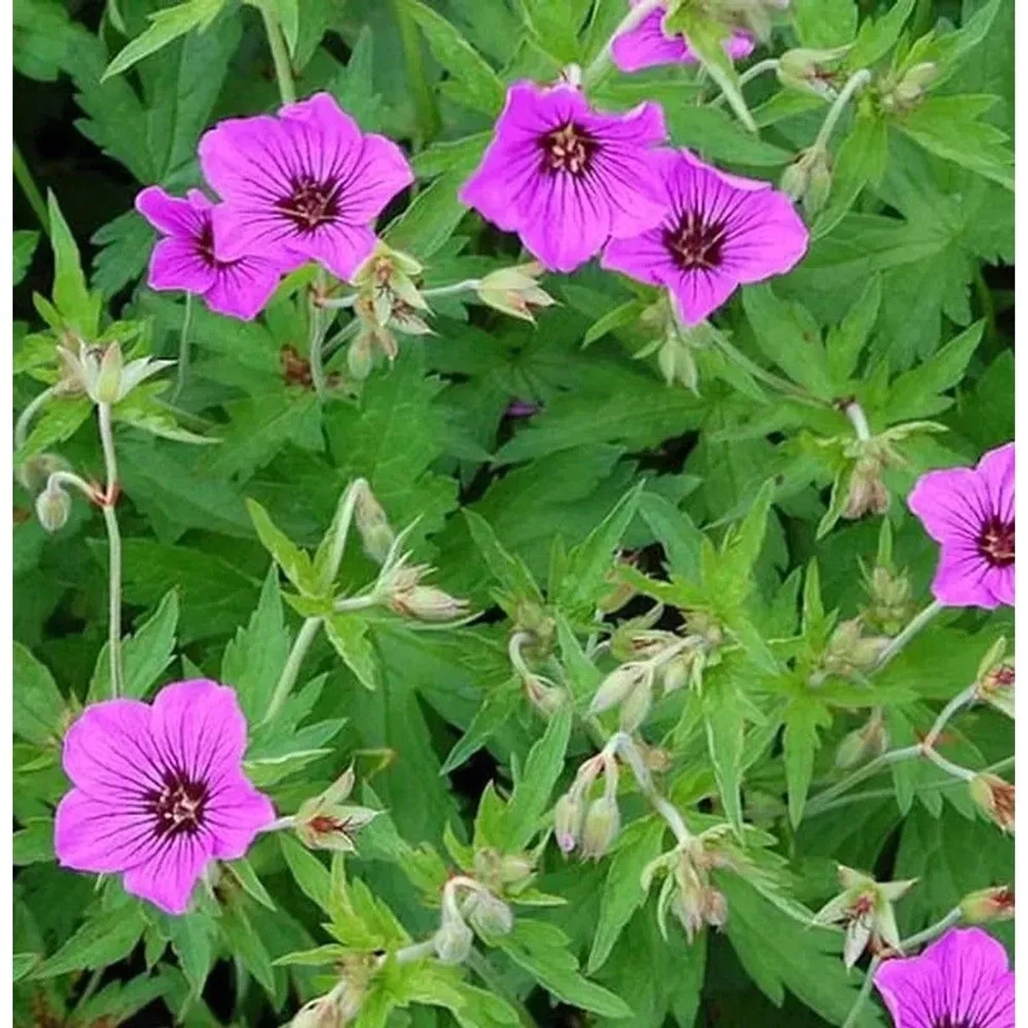 Nahaufnahme des Schwarzäugigen Storchschnabels 'Patricia' mit pinkfarbenen Blüten und grünen Blättern.