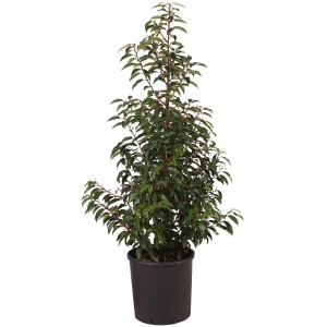 Portugiesischer Kirschlorbeer Angustifolia im Topf, ca. 80cm hoch, immergrün.