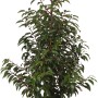 Portugiesischer Kirschlorbeer Angustifolia im Topf, ca. 80cm hoch, immergrün.