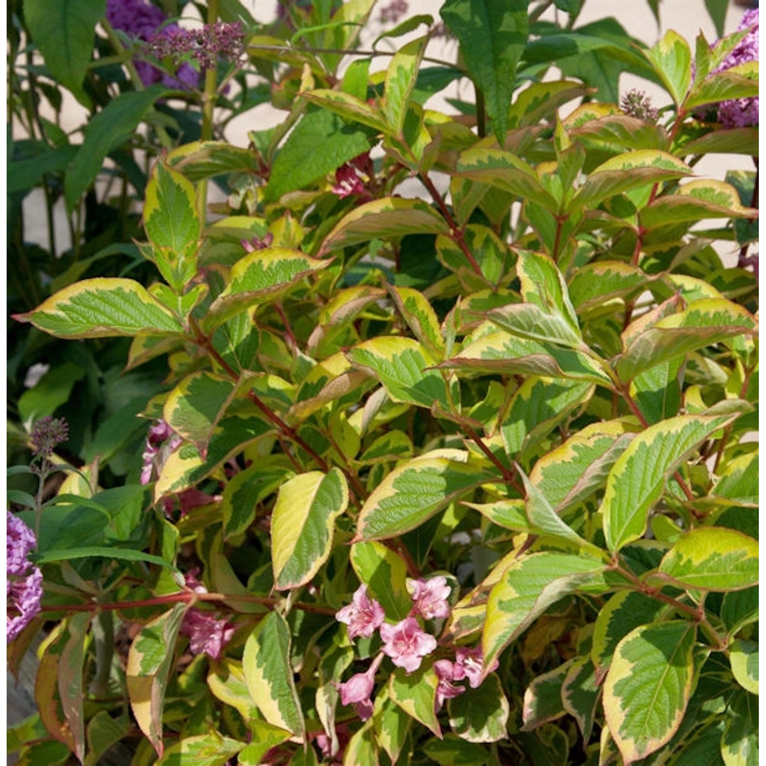 Buntblättrige Weigelie 100-125cm - Weigela florida günstig online kaufen