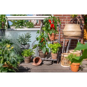 GROW by OBI Snackpaprika Rot Pick & Joy auf Balkon mit weiteren Pflanzen in Töpfen.