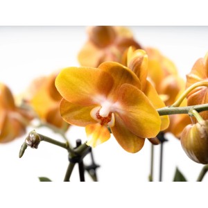 Nahaufnahme: Orangefarbene Schmetterlingsorchidee 'Las Vegas' von GROW by OBI, Topf-Ø 12 cm.