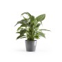 Ecopots Amsterdam Pflanztopf, Ø 20cm, grau, mit grüner Pflanze. Ideal für Innen- und Außenbereich.
