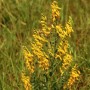 Blühender Deutscher Ginster (Genista germanica) mit leuchtend gelben Blüten im Gegenlicht.