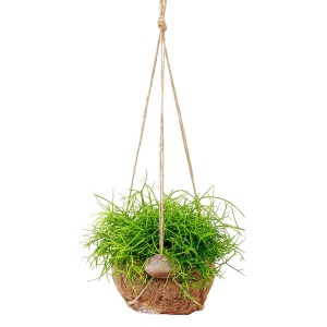 Korallenkaktus in Kokodama-Ampel, hängende Zimmerpflanze mit grünen Trieben im Kokosnusstopf.