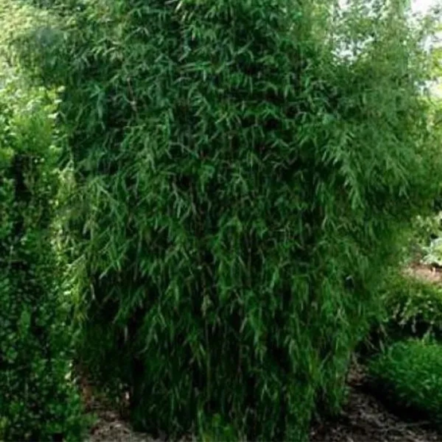 arborix Bambus 'Great Wall' Fargesia Nitida 60 Bis 80 Cm Im Container Immergrün