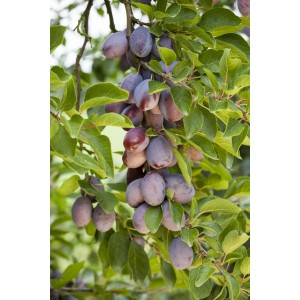 Bio Zwergpflaume Hanna am Baum mit reifen, violetten Früchten und grünen Blättern.
