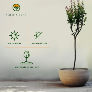 Granatapfelbaum (160cm) im Topf. Winterharter Obstbaum für Garten und Terrasse.