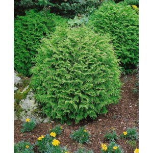 Kugelzypresse Chamaecyparis Lawsoniana Globosa, 25–30 cm, im Garten mit gelben Blumen.