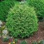 Kugelzypresse Chamaecyparis Lawsoniana Globosa, 25–30 cm, im Garten mit gelben Blumen.