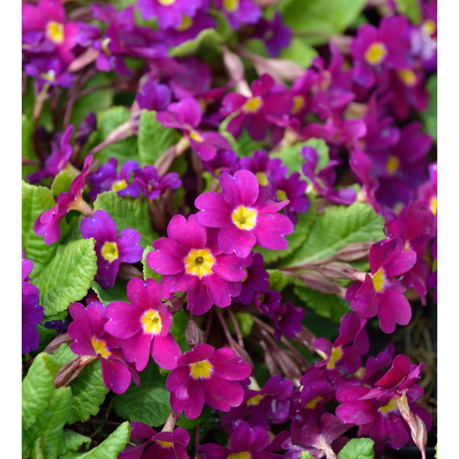 Teppich Primel - Primula pruhoniciana günstig online kaufen