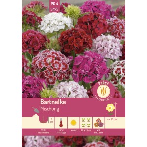 Farbenfrohe Bartnelke Mischung als Blumensamen für Beet und Kübel.