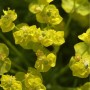 Nahaufnahme leuchtend gelb-grüner Blüten der Zypressen Wolfsmilch (Euphorbia cyparissias) Staude.