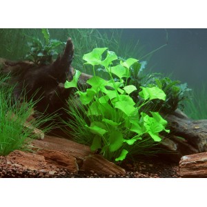 Helle Dennerle Aquariumpflanze Nymphoides Taiwan im Aquarium mit Steinen und Wurzelholz.