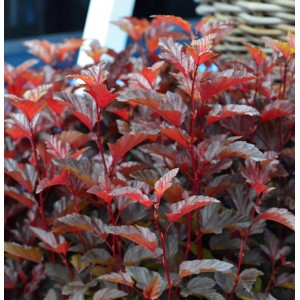 Blasenspiere Little Angel mit rot-orangem Laub, Zwergform des Physocarpus opulifolius.