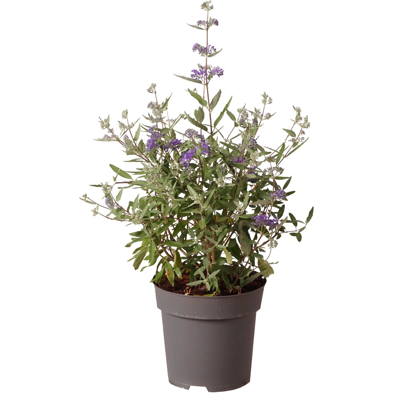 Bartblume "Heavenly Blue" Höhe ca. 40 cm Topf ca. 2,8 l Caryopteris