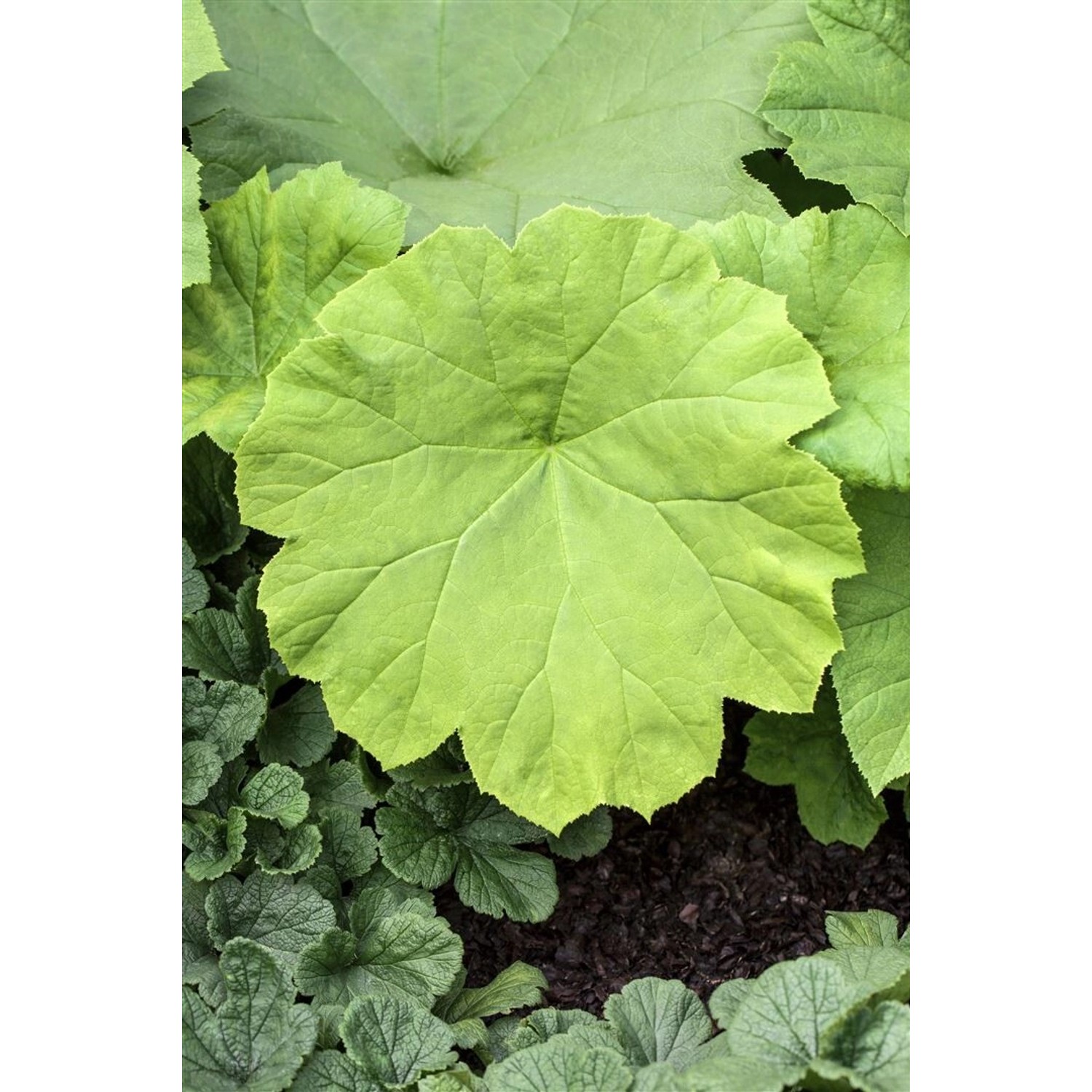 Astilboides Tabularis Tafelblatt Ca. 11x11 cm Topf günstig online kaufen