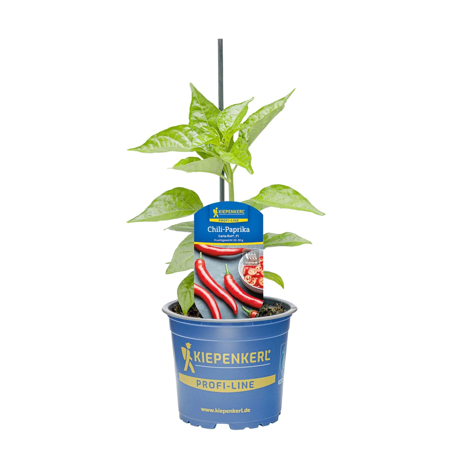 Kiepenkerl Chili-Paprika "Carla® Rot, F1" Topf-Ø ca. 10,5 cm Capsicum annuum
