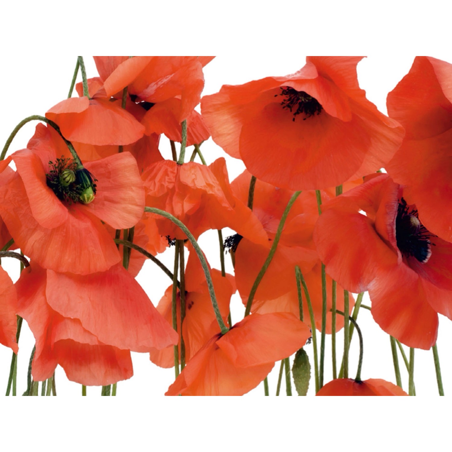 Sanders & Sanders Fototapete Blumen Rot 360 x 270 cm 600430 günstig online kaufen