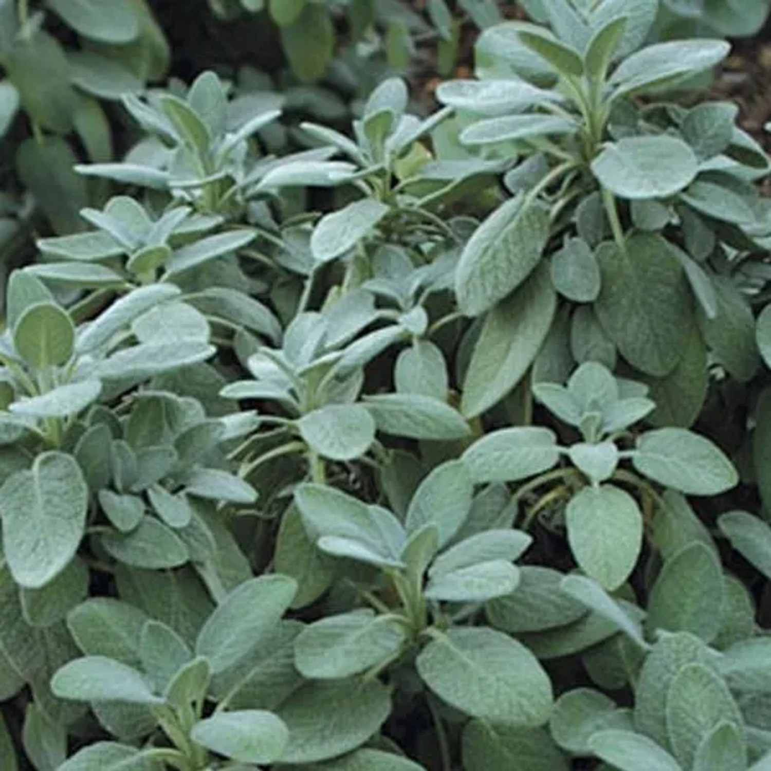 6 x Salbei 'Berggarten' Salvia officinalis Topf 9cm Schmetterlingspflanze