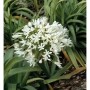 Weiße, runde Blüte der Liebesblume Schmucklilie 'Polar Ice' (Agapanthus africanus) mit grünen Blättern. Ideal für Staudenbeete.