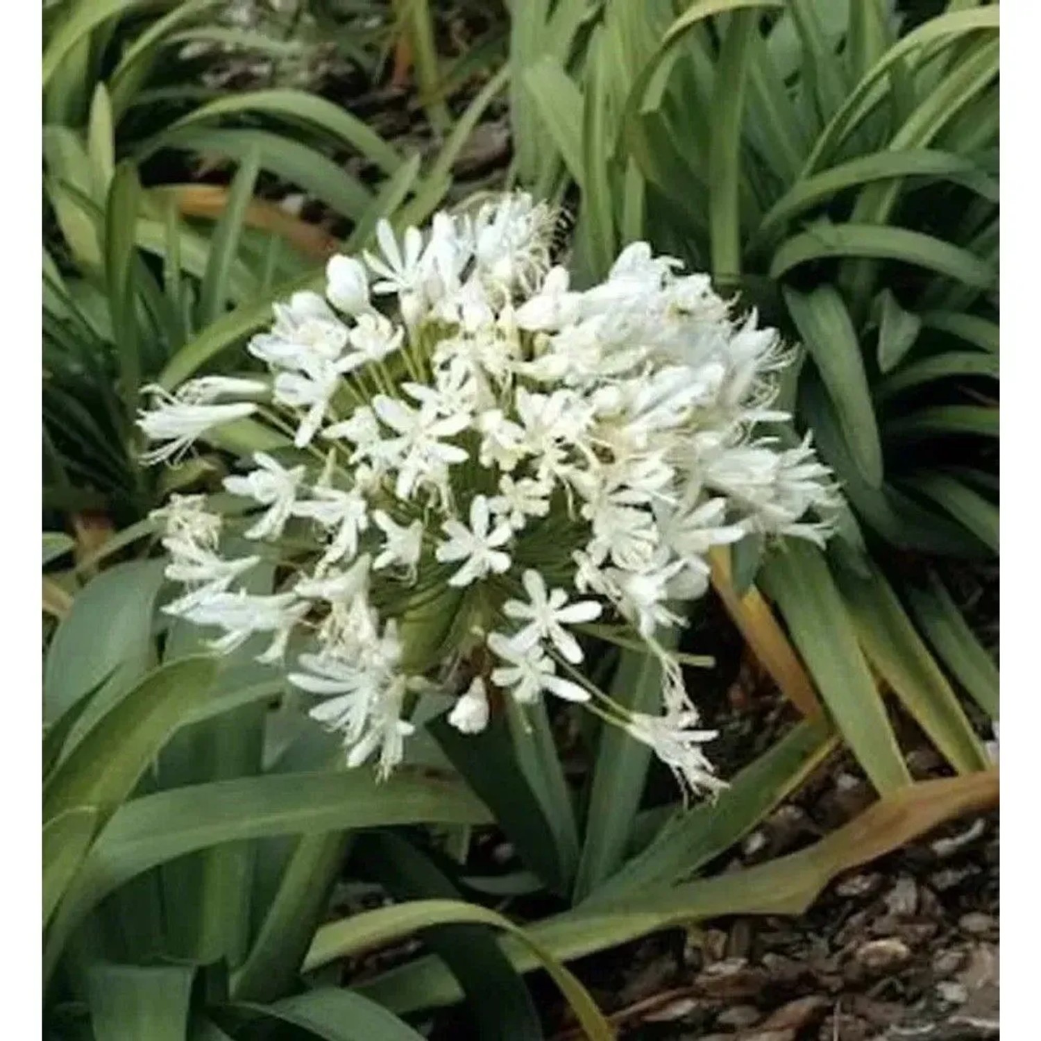 Weiße, runde Blüte der Liebesblume Schmucklilie 'Polar Ice' (Agapanthus africanus) mit grünen Blättern. Ideal für Staudenbeete.