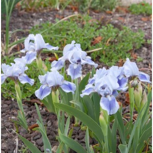 Foto der Zwergschwertlilie Little Sapphire (Iris barbata) mit hellblauen Blüten und grünen Blättern.