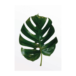 Komar Wandbild: Grünes Monstera Blatt, 30x40 cm. Dekorative Bilder für Wohnräume.
