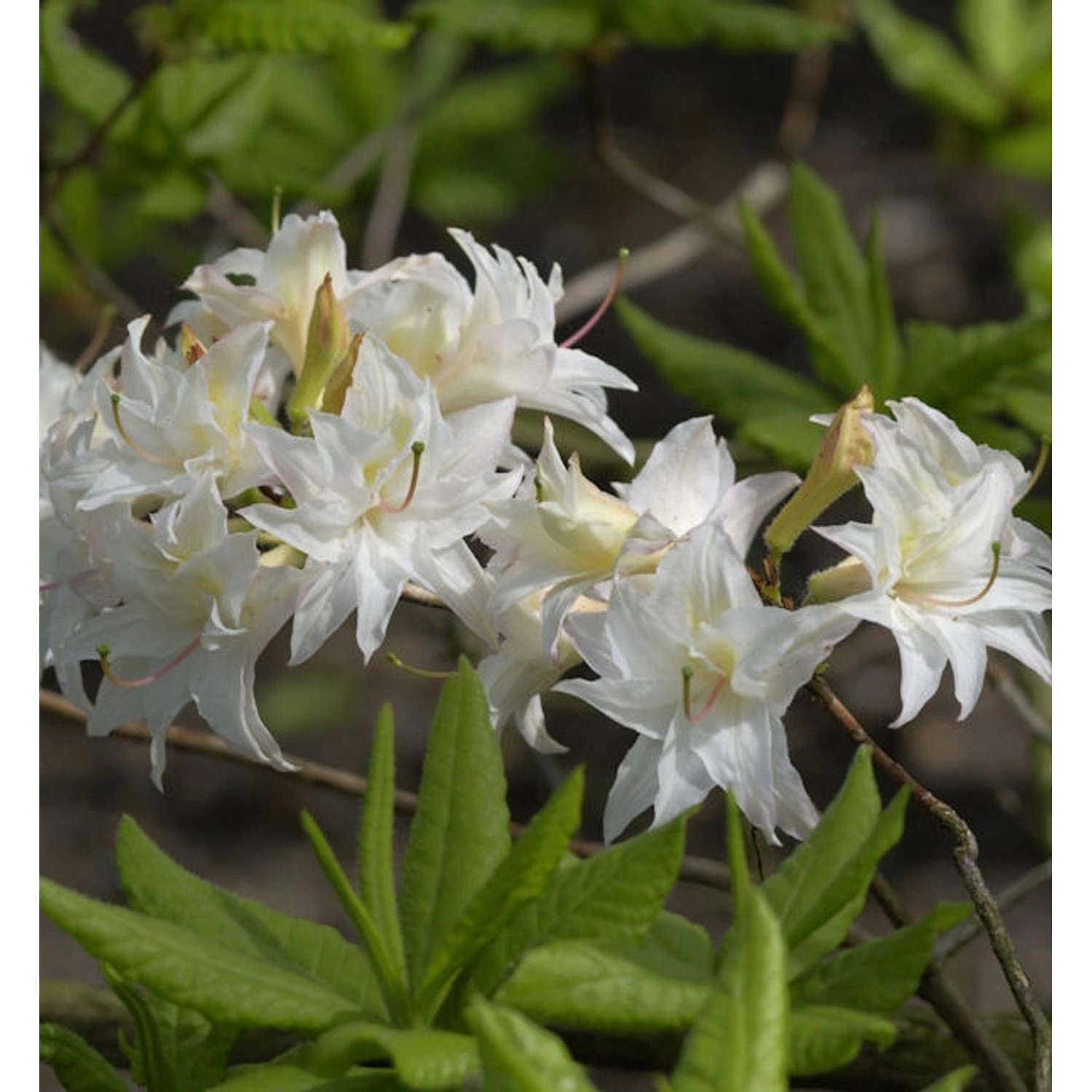 Sommergrüne Azalee Schneeköpfchen 50-60cm - Rhododendron mixtum günstig online kaufen