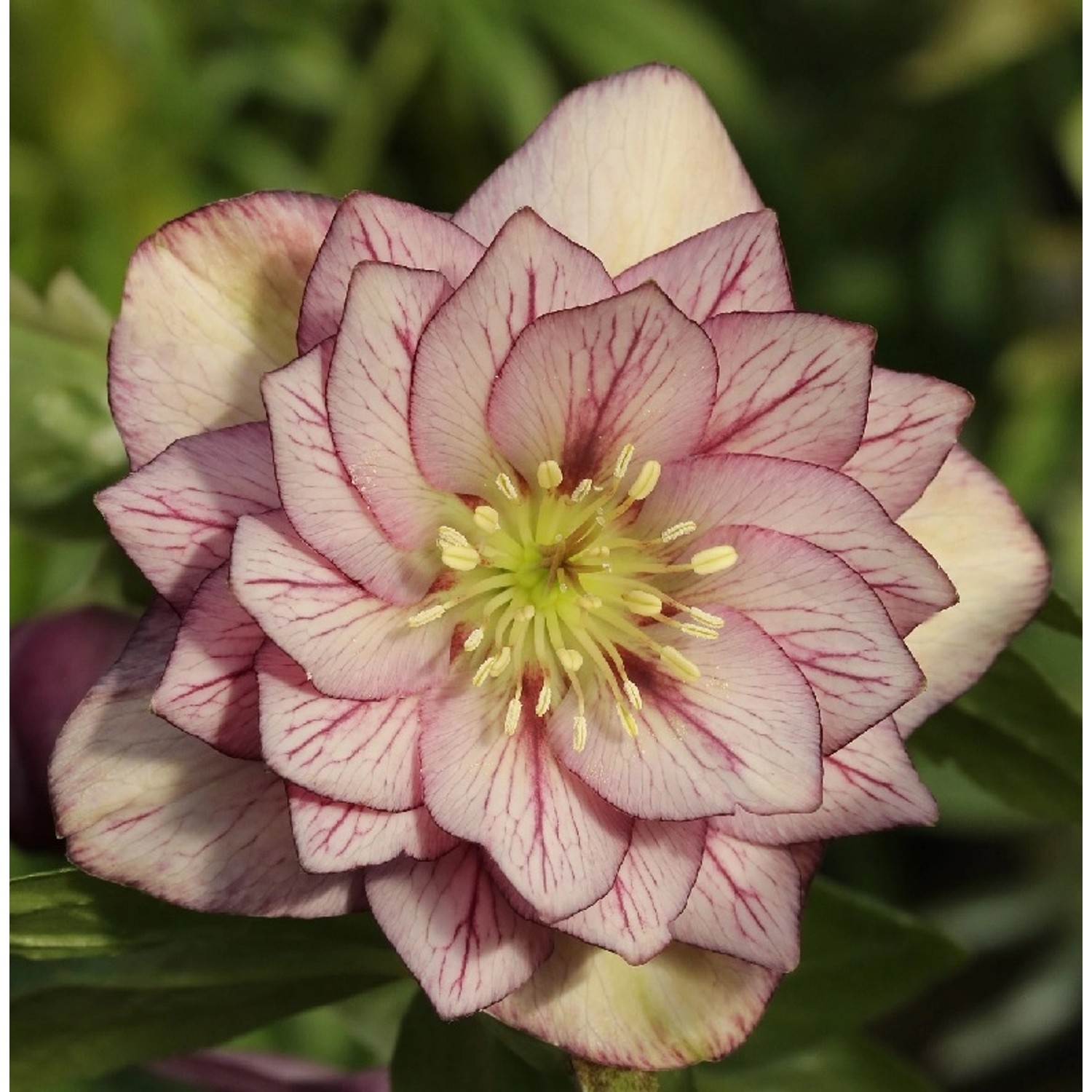 Christrose Lenzrose Double Ellen Picotee - Helleborus orientalis günstig online kaufen