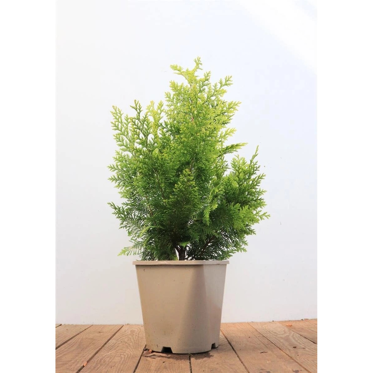 Chamaecyparis lawsoniana 'Ivonne' 40-50 cm günstig online kaufen
