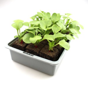 6er Schale GROW by OBI Butterradieschen (Raphanus sativus var. sativus) mit grünen Blättern in grauer Schale.