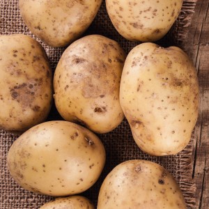 Pflanzkartoffeln 'Belana', 10 Stück, auf Jute-Stoff. Ideal zum Anpflanzen im Garten.