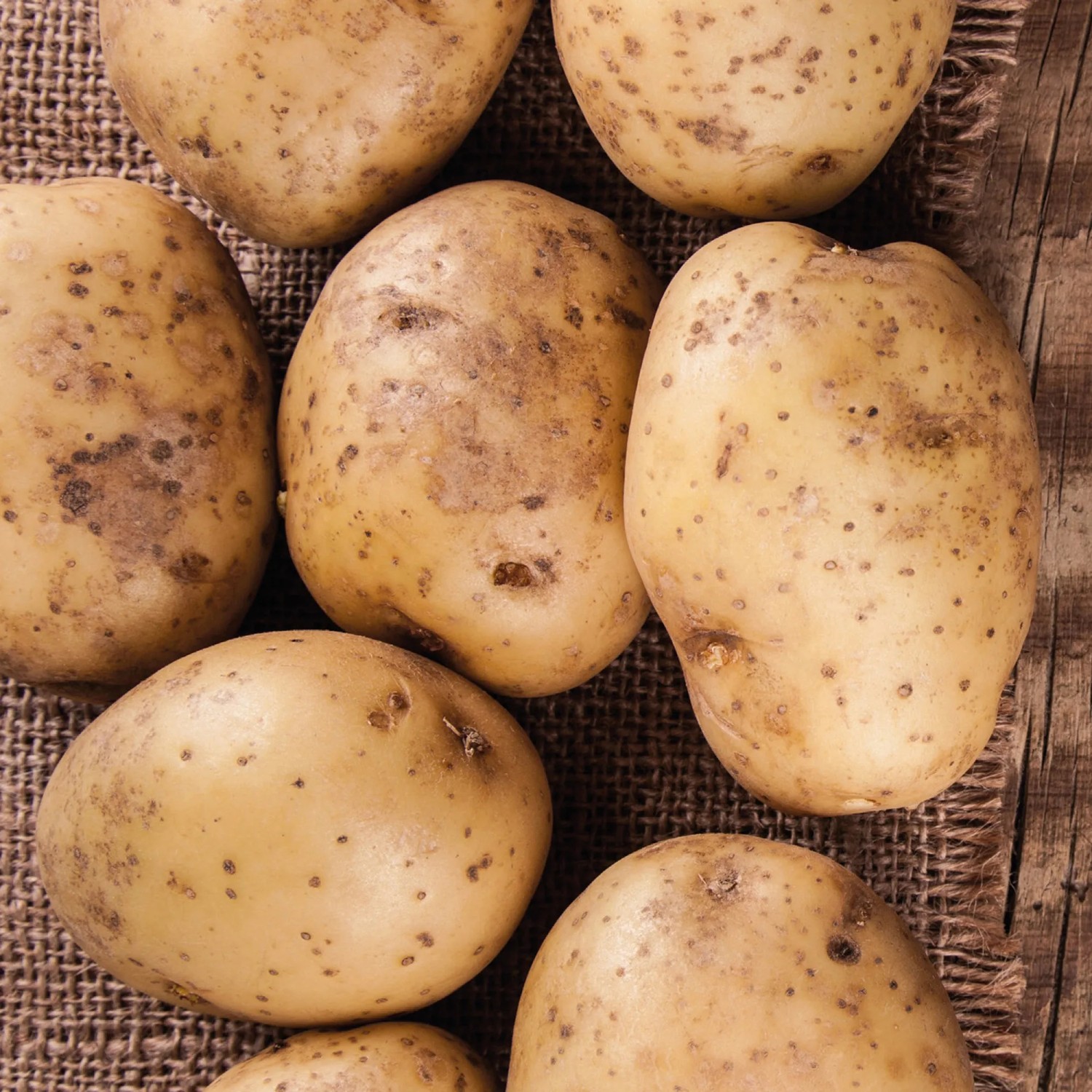 Pflanzkartoffeln 'Belana', 10 Stück, auf Jute-Stoff. Ideal zum Anpflanzen im Garten.
