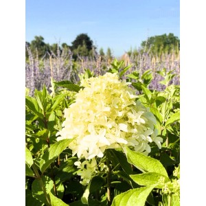 Baumfink Rispenhortensie Skyfall als Topfpflanze 60-80cm