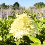 Baumfink Rispenhortensie Skyfall als Topfpflanze 60-80cm_2